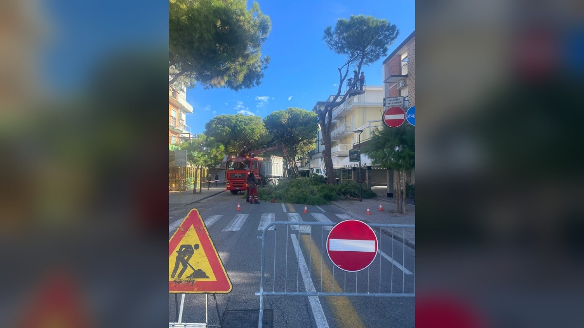 Jesolo, controlli sui pini di via Trentin: 34 alberi da rimuovere tra piazza Mazzini e Aurora - 