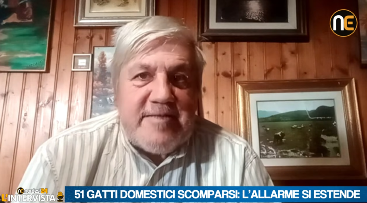 Gatti scomparsi nel Bellunese, nuovi casi fuori Sedico: AIDAA chiede verifiche su morti e sparizioni - 