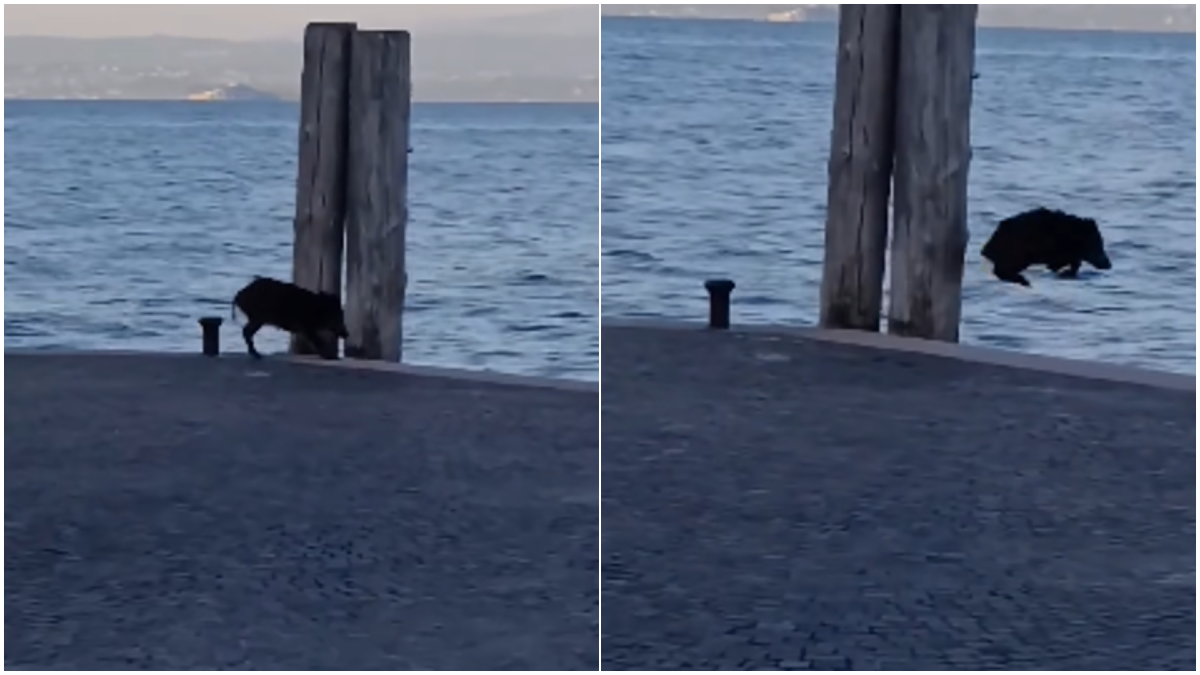 Torri del Benaco, un cinghiale spunta tra le onde del Garda e raggiunge la riva - 