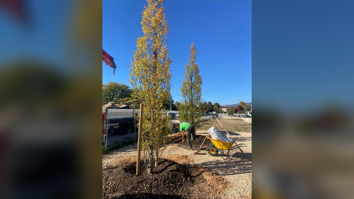 Pordenone rafforza il verde urbano: 50 alberi già adulti in arrivo tra scuole, parchi e piazze - 