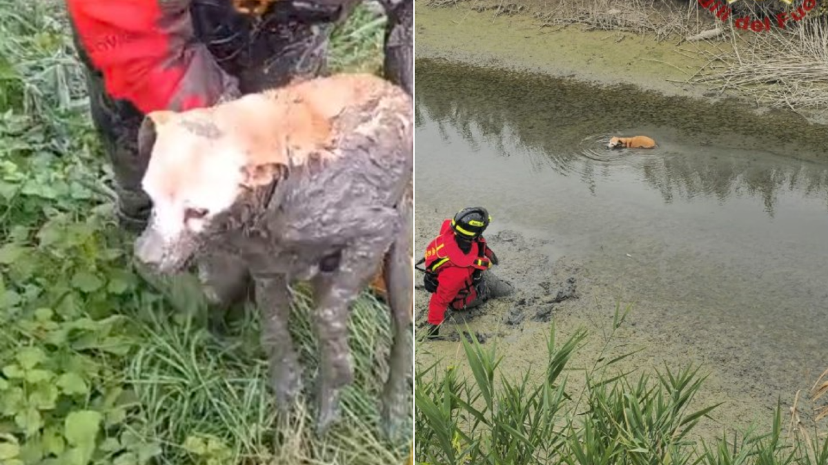 Frassinelle Polesine, cane bloccato in un canale di bonifica: recuperato dai vigili del fuoco - 