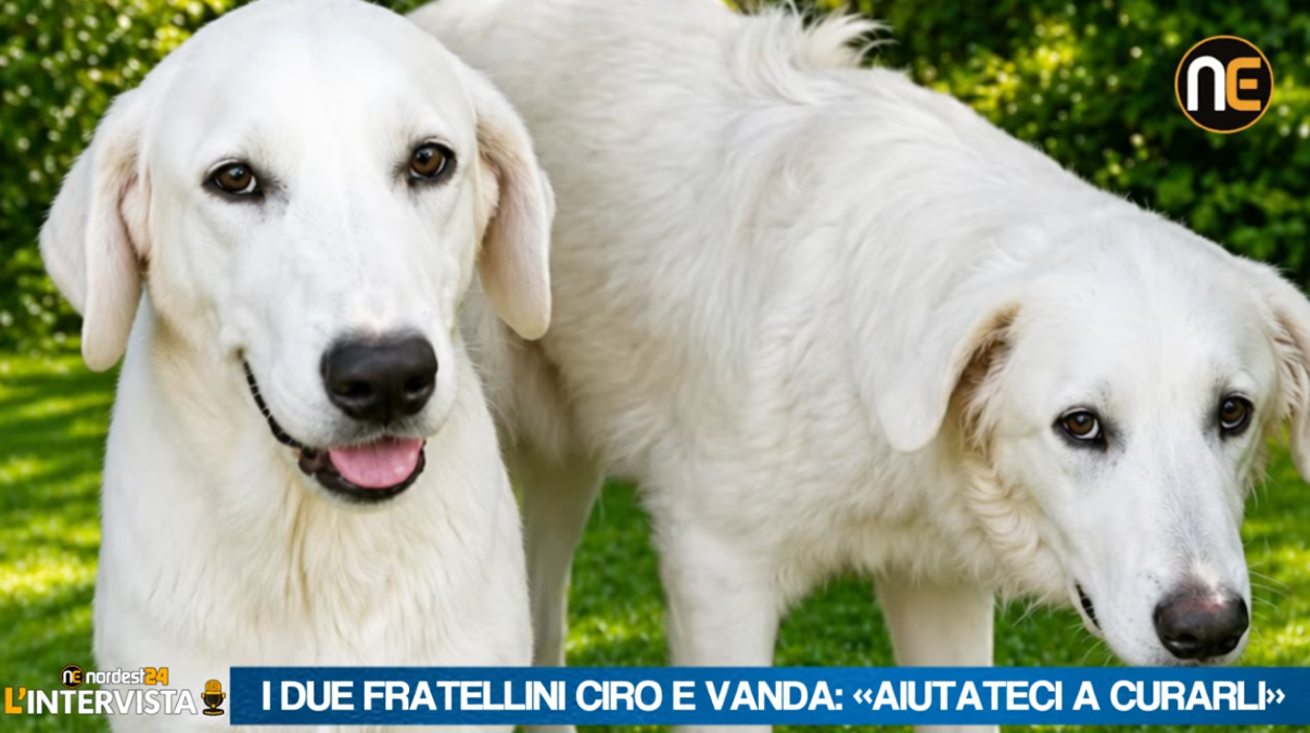 Azzano Decimo, il rifugio La Cuccia cura Ciro e Vanda e cerca una casa per i due fratellini - 