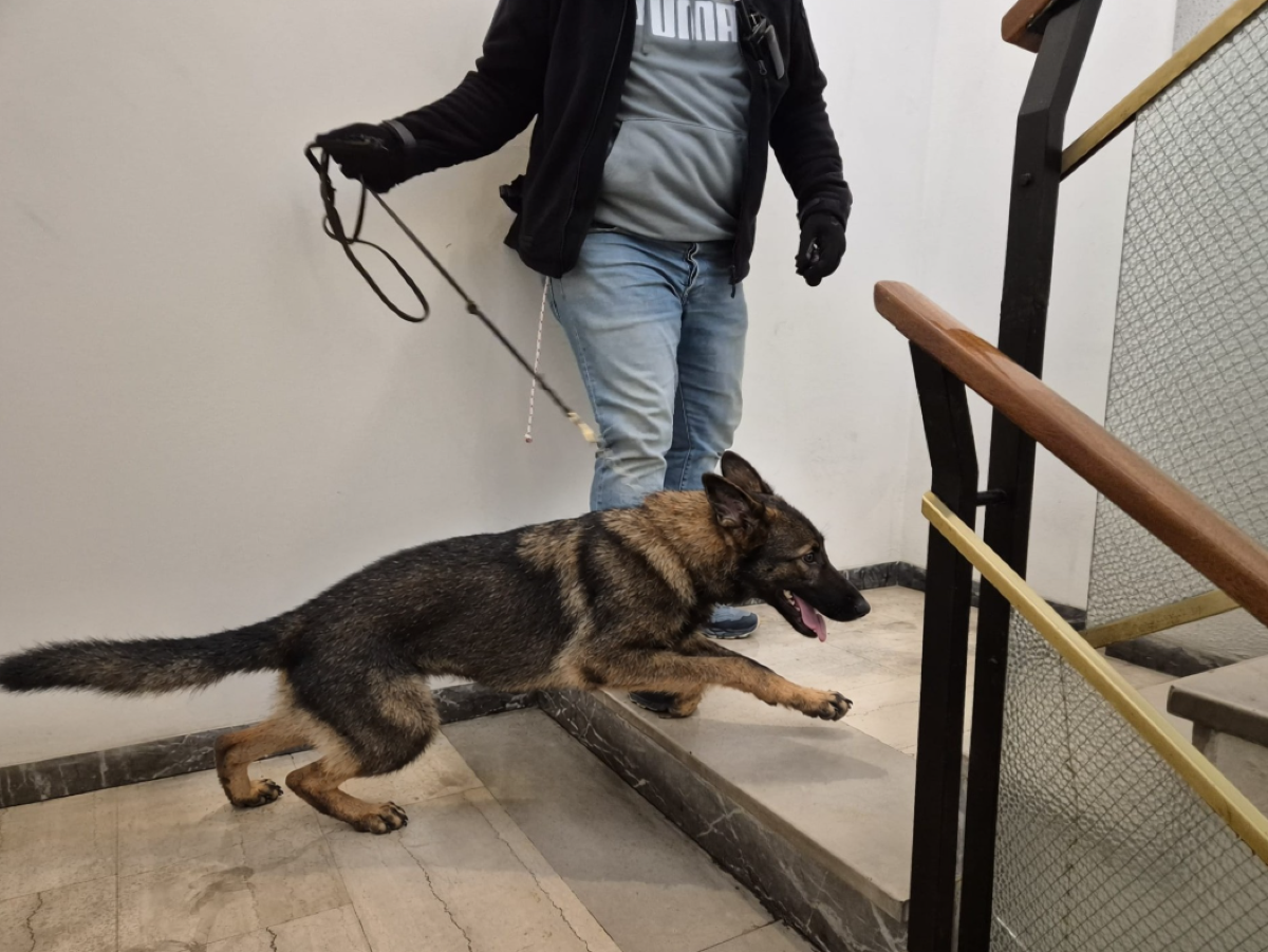 Pordenone, controlli nell’area del mercato: droga sequestrata e verifiche in un appartamento vicino - 