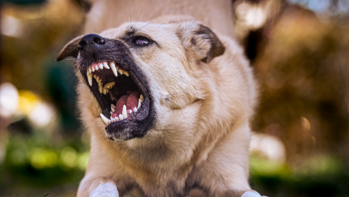 Lido, morso da un cane in un bar: denunciato l’episodio da un uomo di Chioggia - Immagine di repertorio