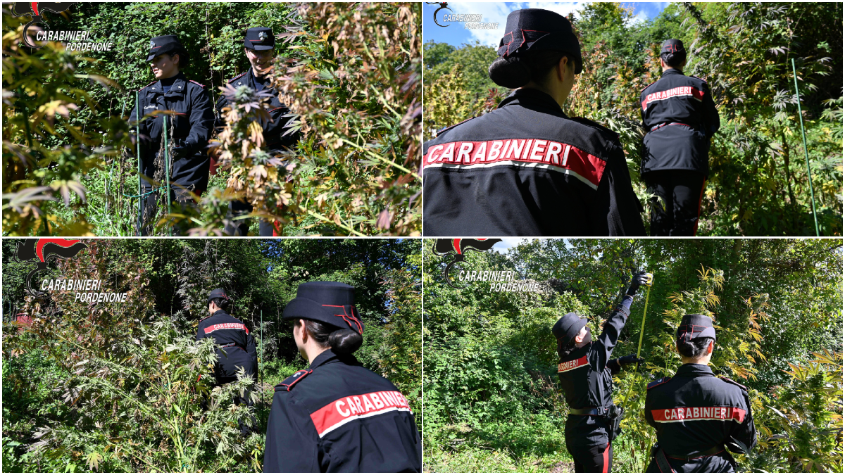 Maniago, scoperta una coltivazione nascosta: sequestrate 51 piante di marijuana - 