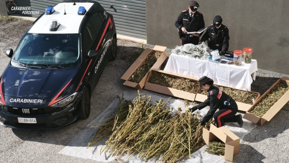 Maniago, 28 chili di marijuana nascosti in un casolare: fermato un 56enne di Frisanco