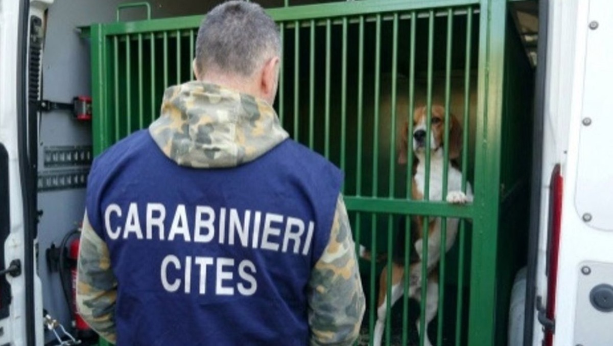 Verona, inchiesta sui beagle destinati alla sperimentazione: 17 animali messi in salvo e 14 denunciati