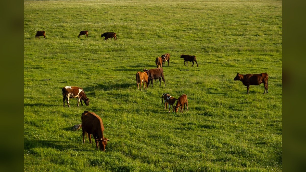 Carne, rincari e menu da difendere: la veneta Cattel riorganizza oltre mille referenze per aiutare la ristorazione - 