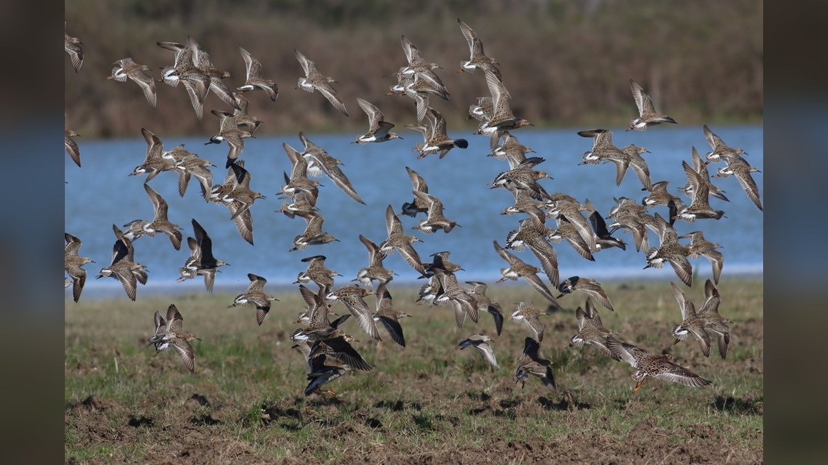 Udine, il Museo di Storia Naturale dedica novembre ai legami che tengono insieme la vita - 