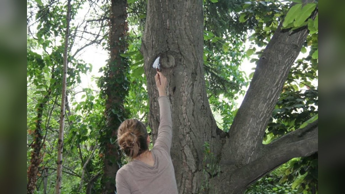 A Trieste una nuova personale di Dunja Nedeljkovic: alla Sala Comunale d’Arte arriva “Sguardi degli alberi” - 