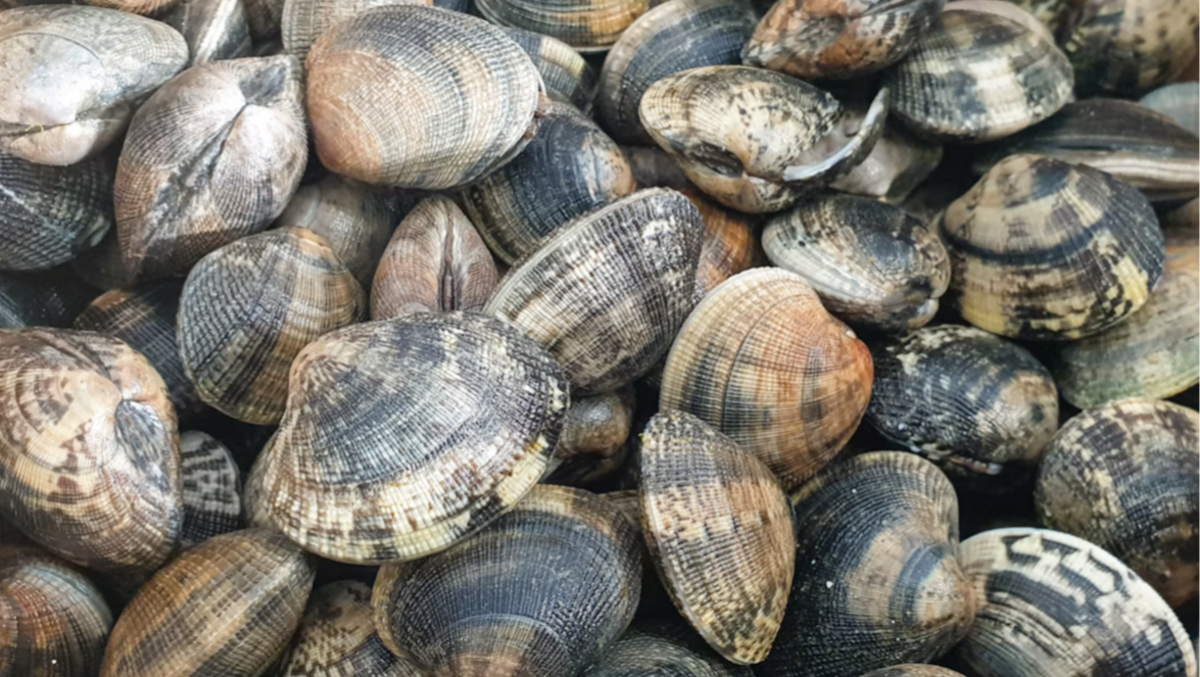Laguna di Venezia, blitz contro la raccolta illegale di vongole: sequestri e sanzioni - 