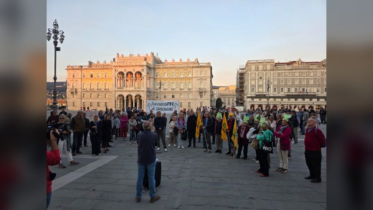 Grignano, cresce la mobilitazione contro il taglio dei pini: raccolte già mille adesioni - 