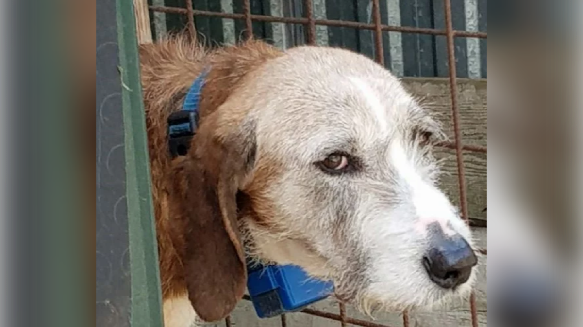Tolmezzo, dopo il collare sequestrato gli animalisti chiedono stop a porto d’armi e licenza di caccia - Immagine di repertorio