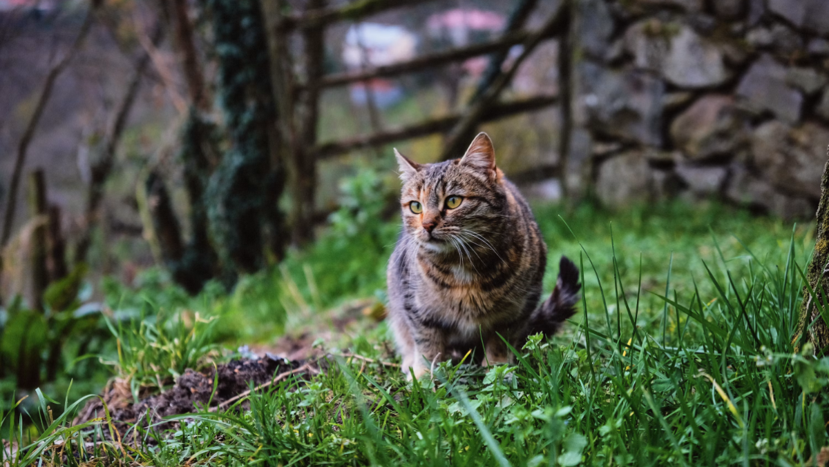 Bellunese, cresce la preoccupazione per i gatti che non tornano a casa: nuove segnalazioni anche a Cirvoi - 