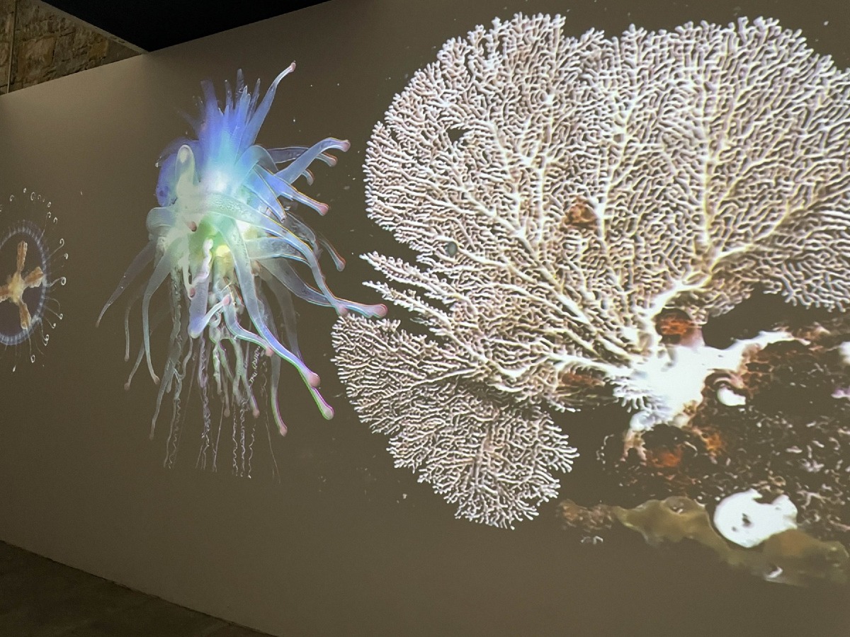 Barcolana 2026, all’Immaginario Scientifico due domeniche dedicate al mare