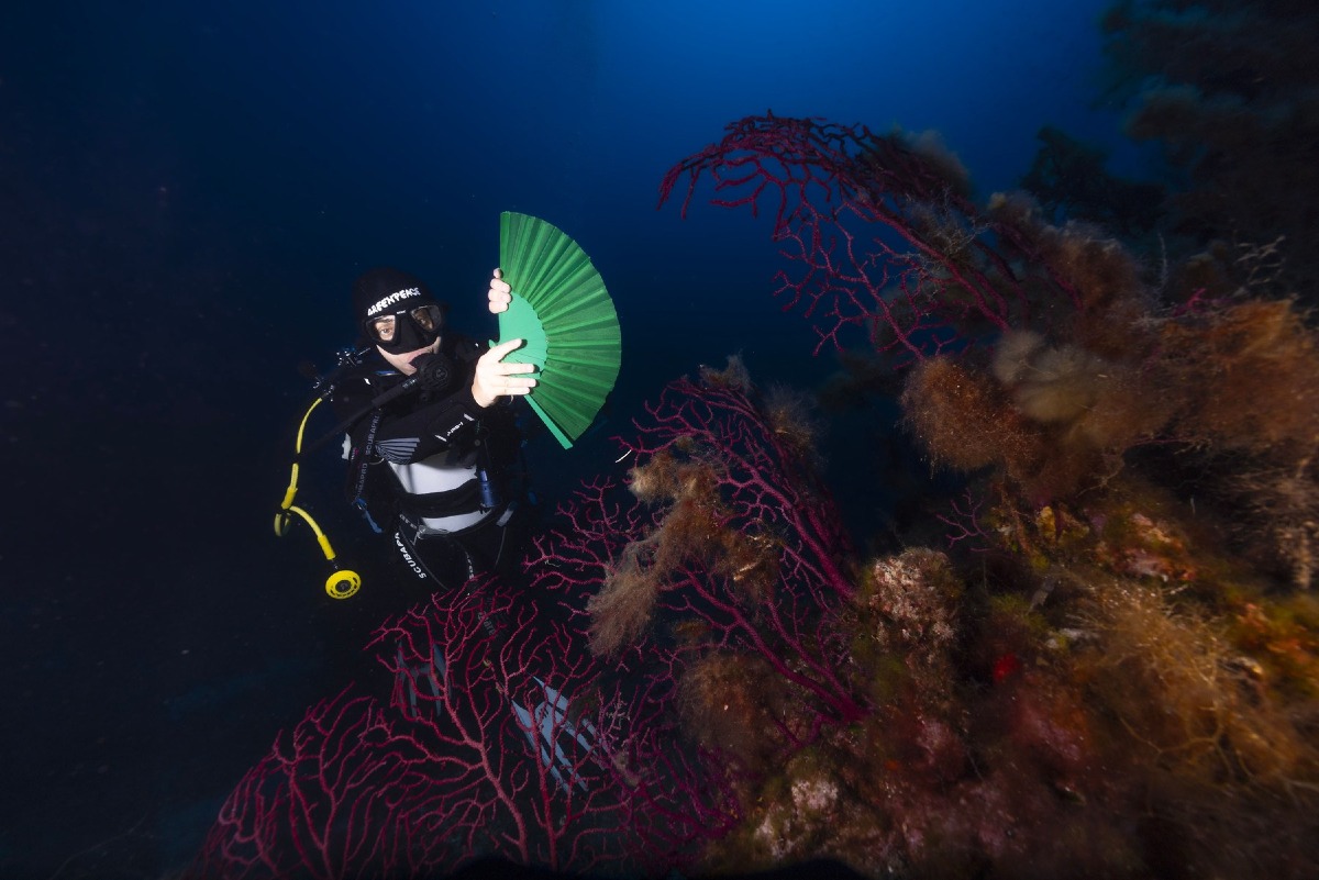 Mare caldo, estate 2026 da record anche a Miramare: Greenpeace avverte sui rischi