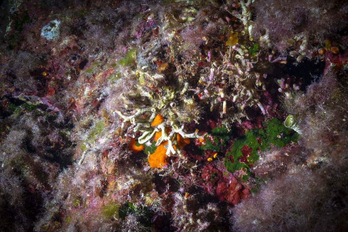 Mare caldo, estate 2026 da record anche a Miramare: Greenpeace avverte sui rischi