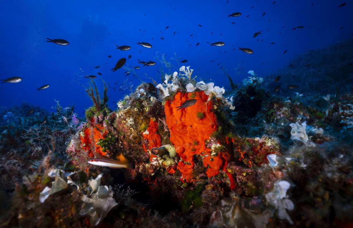 Mare caldo, estate 2026 da record anche a Miramare: Greenpeace avverte sui rischi