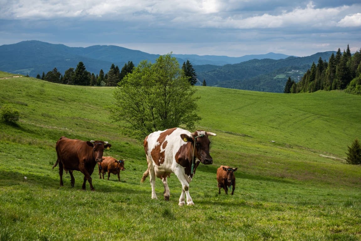 Cattel punta sull’Atlante delle carni: oltre 1.000 referenze per gestire resa e food cost