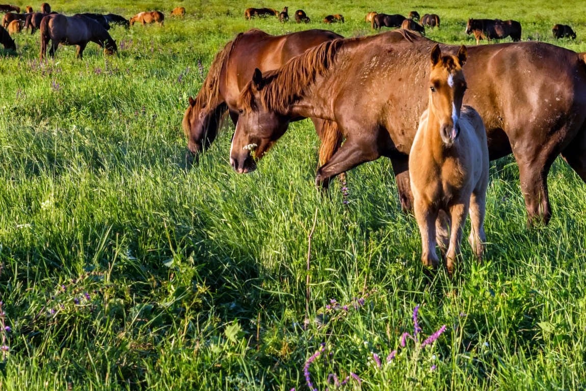 Cattel punta sull’Atlante delle carni: oltre 1.000 referenze per gestire resa e food cost
