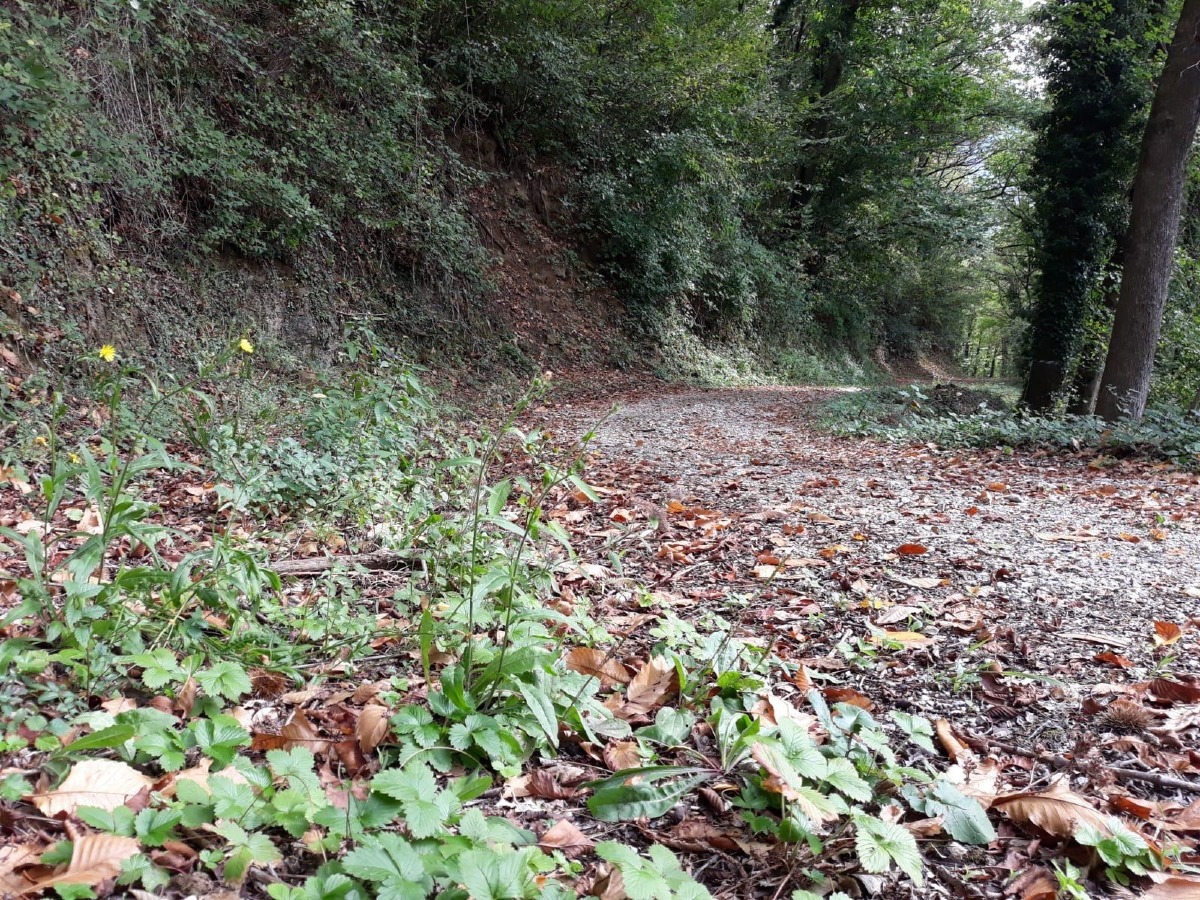 Attimis, il 24 ottobre torna la passeggiata tra Zuc di Giai e Madone d’Aiut
