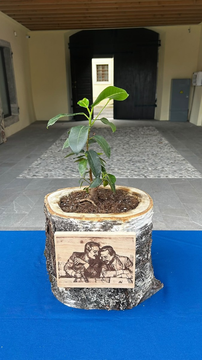 Ad Aquileia consegnata una talea dell'Albero di Falcone